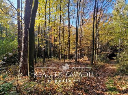 20241024_150117 | Prodej - pozemek, les, 25 462 m²