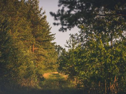 Vzrostlá zeleň | Prodej - pozemek, ostatní, 121 799 m²