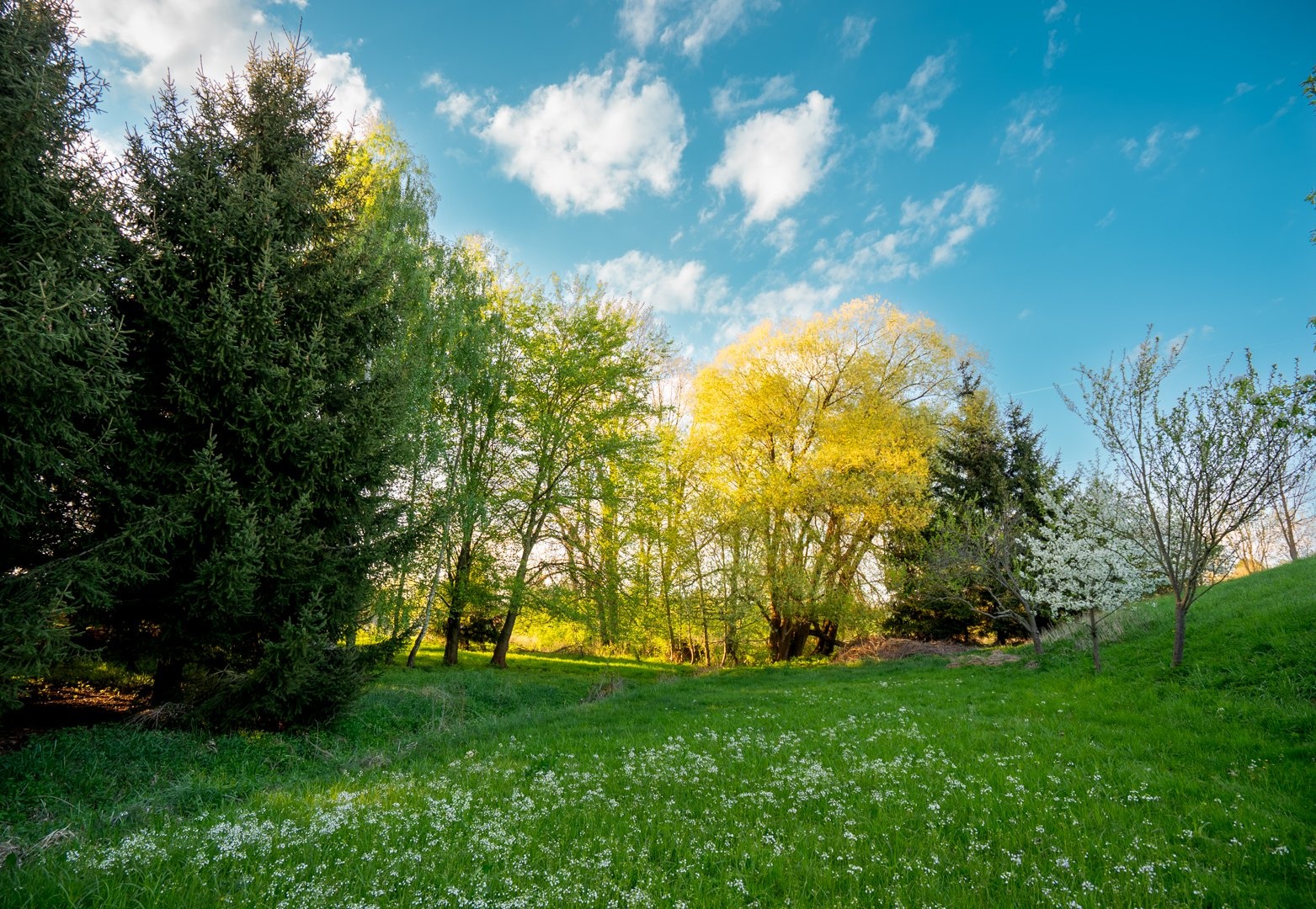 Louka na sever od domu