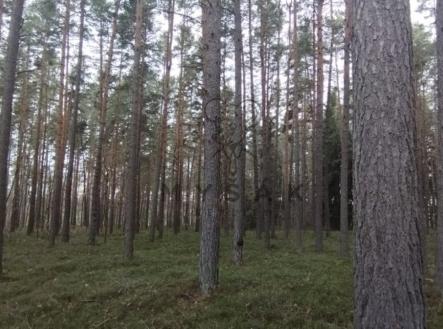 foto: 1 | Prodej - pozemek, les, 18 645 m²