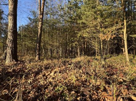 img-2693.jpg | Prodej - pozemek, les, 8 225 m²