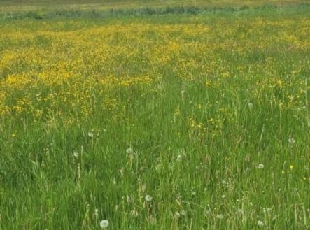 Prodej - pozemek pro bydlení, 1 349 m² obrázek