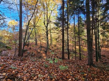 1774441698-usjvtjlhfi-20231112-113120 | Prodej - pozemek, les, 31 850 m²