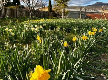 1774473666-tslvafxaxn-1000022751 | Prodej - pozemek, zahrada, 888 m²