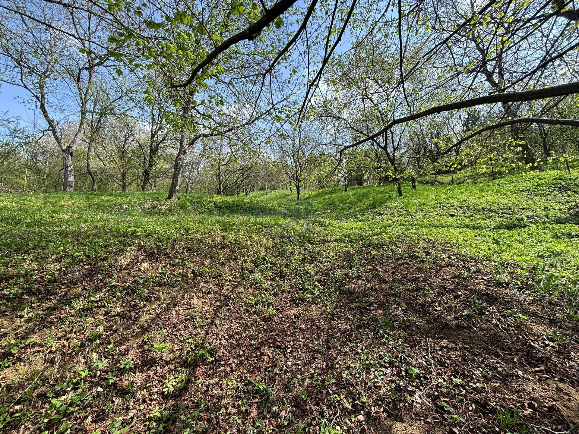 Prodej zahrady v brodských Vinohradech