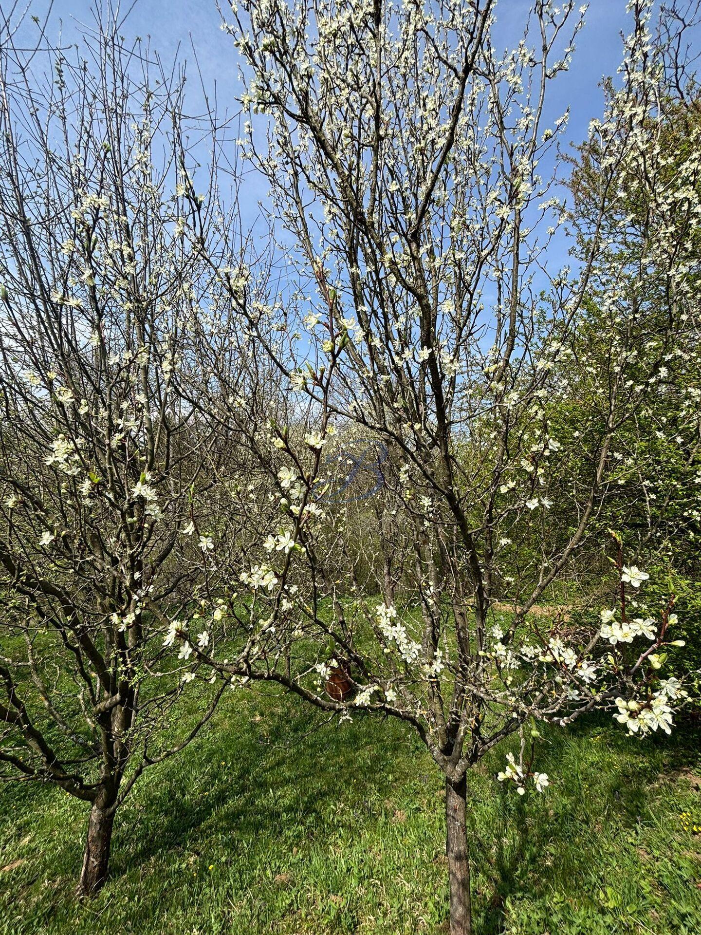 Prodej zahrady v brodských Vinohradech