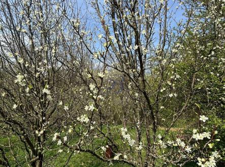 Prodej - pozemek, zahrada, 619 m²