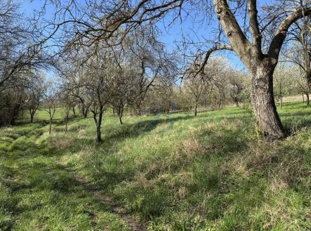 Prodej - pozemek, zahrada, 2 426 m²