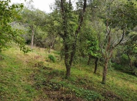 1 | Prodej - pozemek, zahrada, 1 984 m²