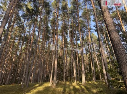 3 | Prodej - pozemek, les, 11 340 m²