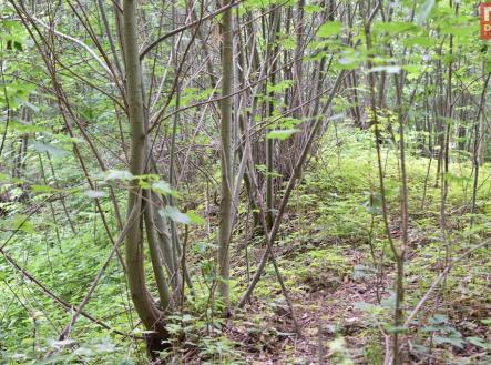 dsc-0004.jpg | Prodej - pozemek, ostatní, 4 584 m²